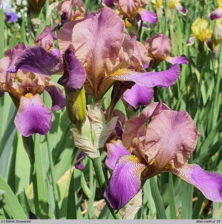 Iris hort. Plumeri