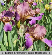 Iris hort. Plumeri
