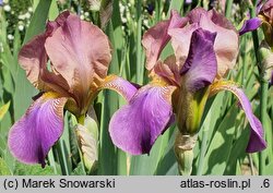 Iris hort. Plumeri