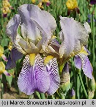 Iris ×germanica (kosaciec bródkowy)
