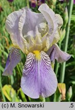 Iris ×germanica (kosaciec bródkowy)