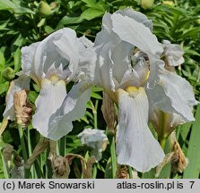 Iris hort. Florentina Alba