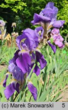 Iris ×germanica (kosaciec bródkowy)