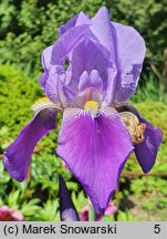 Iris ×germanica (kosaciec bródkowy)