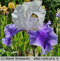 Iris hort. Ride the Wind