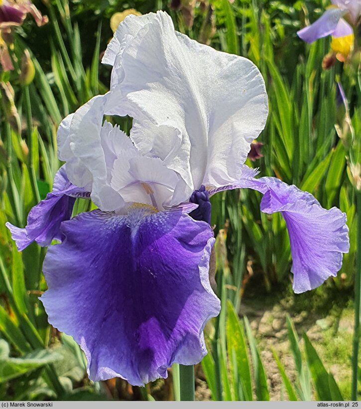 Iris hort. Ride the Wind