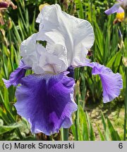 Iris hort. Ride the Wind