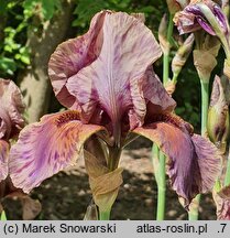 Iris hort. Jungle Shadows