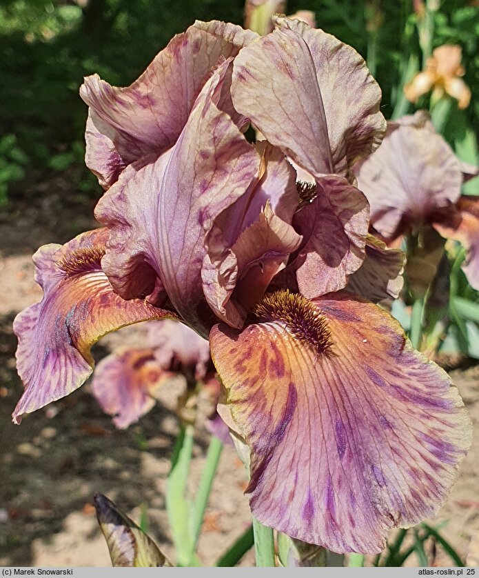 Iris hort. Jungle Shadows