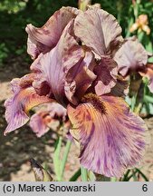 Iris hort. Jungle Shadows
