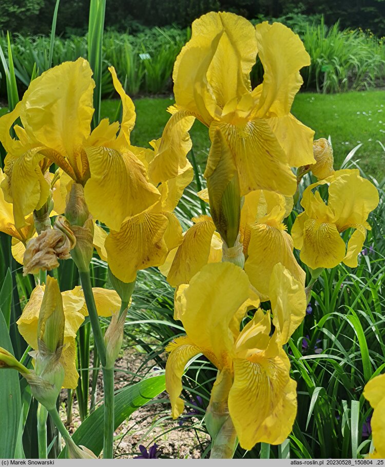 Iris hort. Art Deco