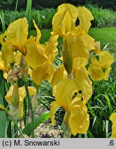 Iris hort. Art Deco