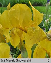 Iris hort. Art Deco