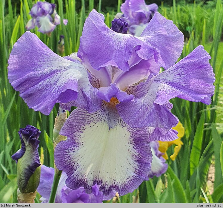 Iris hort. Aurelie