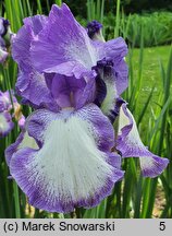 Iris hort. Aurelie