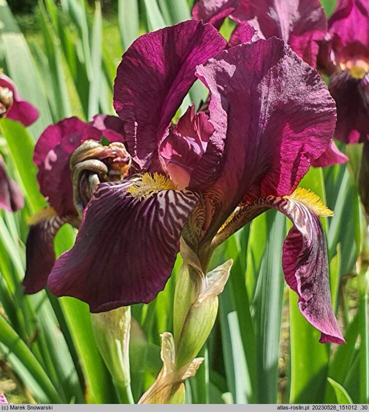 Iris hort. Big Squeeze