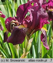 Iris hort. Big Squeeze