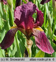 Iris hort. Big Squeeze