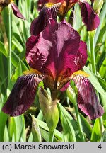 Iris hort. Big Squeeze