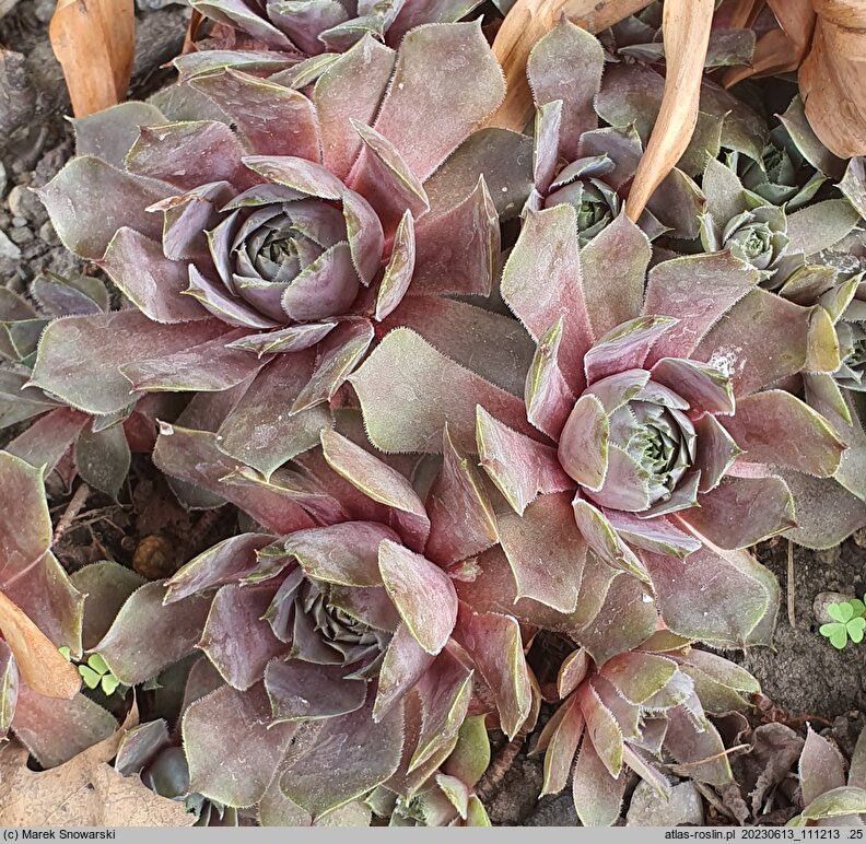 Sempervivum Pacific Blue Eyes