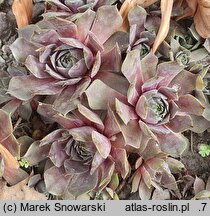 Sempervivum Pacific Blue Eyes