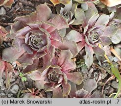Sempervivum Pacific Blue Eyes