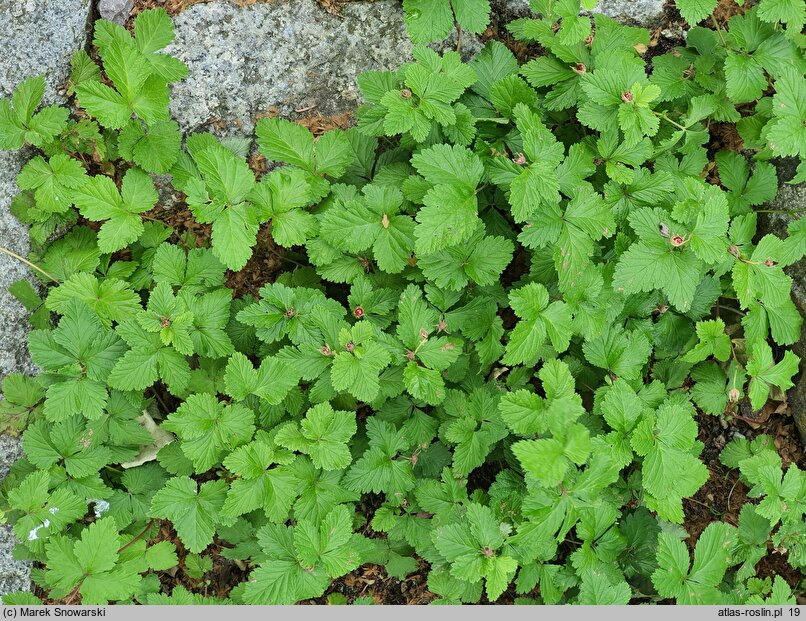 Rubus arcticus (malina arktyczna)