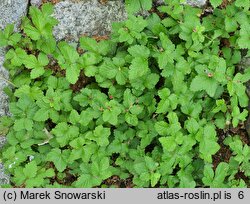 Rubus arcticus (malina arktyczna)