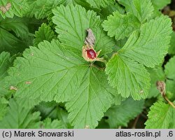 Rubus arcticus (malina arktyczna)