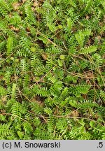 Cotula squalida (kotula nowozelandzka)