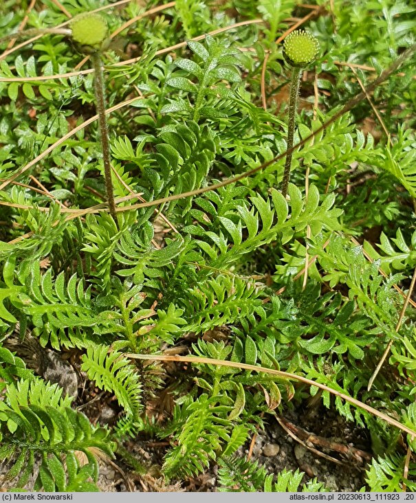 Cotula squalida (kotula nowozelandzka)