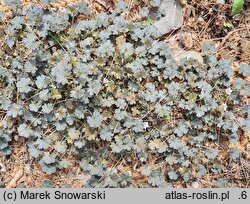 Geranium brevicaule (bodziszek bezszypułkowy)