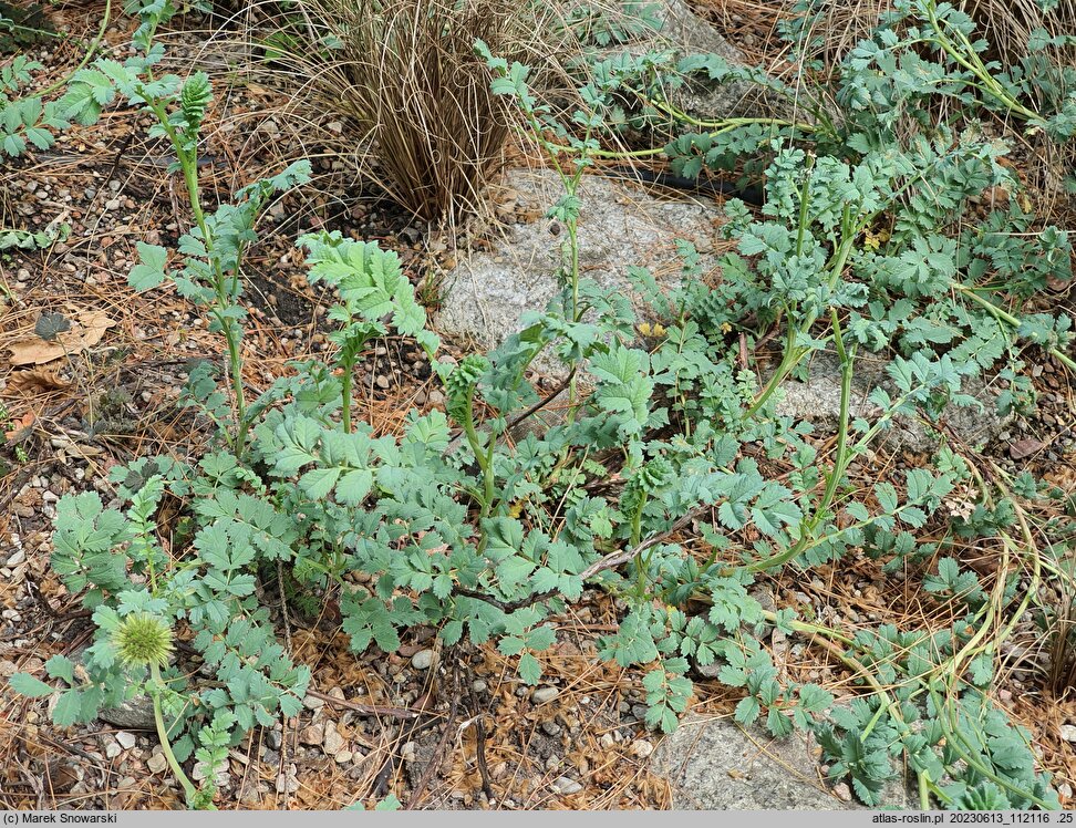 Acaena magellanica (acena wielkopręcikowa)