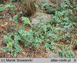 Acaena magellanica (acena wielkopręcikowa)