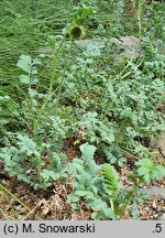 Acaena magellanica (acena wielkopręcikowa)