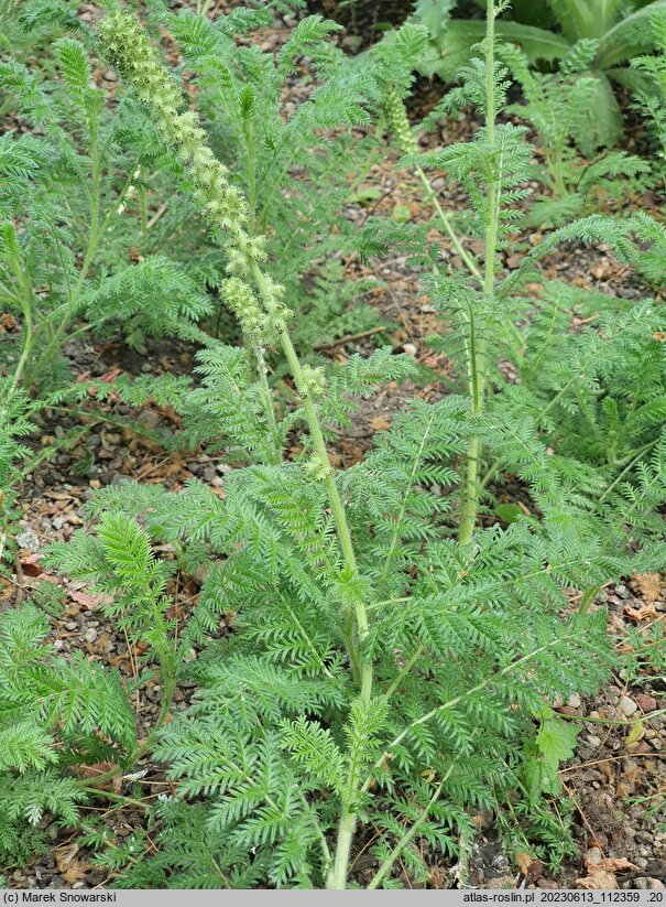 Acaena myriophylla