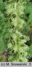 Acaena myriophylla