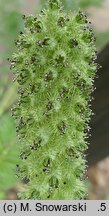 Acaena myriophylla