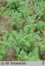 Acaena myriophylla