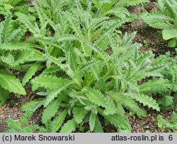 Berkheya purpurea (berkeja purpurowa)
