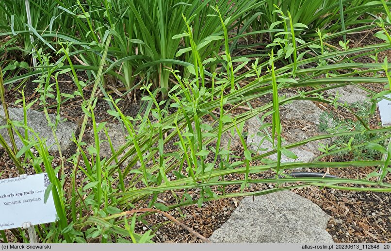 Baccharis sagittalis (komarnik skrzydlaty)