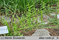 Baccharis sagittalis (komarnik skrzydlaty)