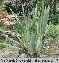 Phormium tenax (tęgosz mocny)