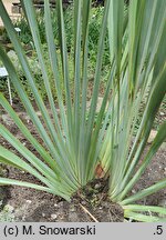 Phormium tenax (tęgosz mocny)