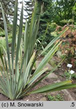 Phormium tenax (tęgosz mocny)