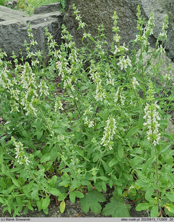 Stachys iva (czyściec iwa)