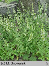 Stachys iva (czyściec iwa)