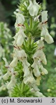 Stachys iva (czyściec iwa)