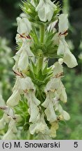 Stachys iva (czyściec iwa)