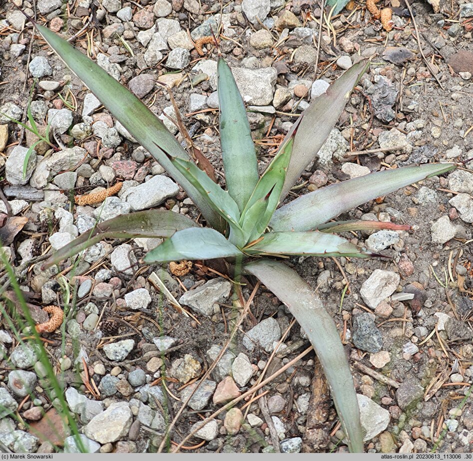 Agave xylonacantha